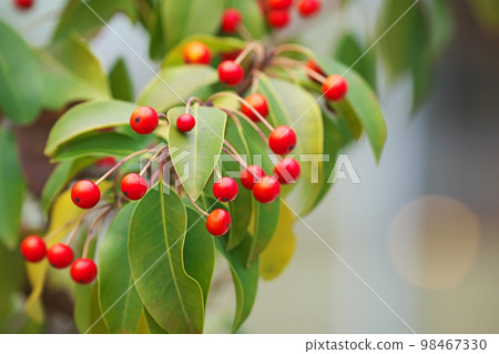 紅色 soyogo 水果（冬季，一月） 98467330