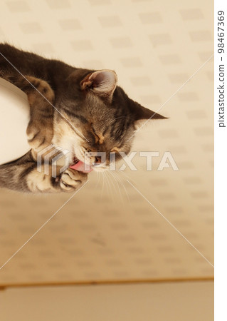 貓美國短毛貓藍虎斑貓在梳理時放鬆 貓美國短毛貓藍虎斑貓在梳理時放鬆 98467369