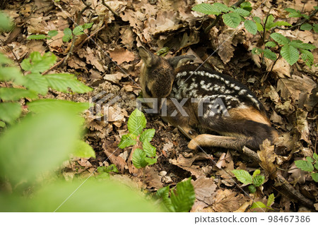 Little roe deer lying on ground in forest in spring 98467386