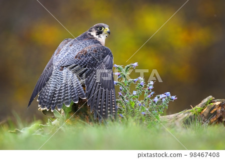 Peregrine falcon sitting on meadow in summer from back 98467408