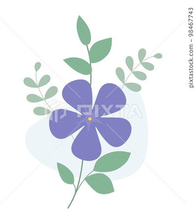 Periwinkle flower. Blooming purple Vinca minor with leaves. Vector illustration. Periwinkle flower. Blooming purple Vinca minor with leaves. Vector illustration. 98467743