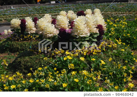 早春公園花壇 98468042