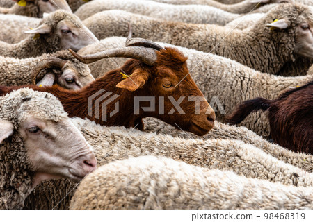 Flock of sheep passing through a cattle route Flock of sheep passing through a cattle route 98468319