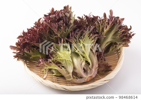 Handsome lettuce Handsome lettuce 98468614