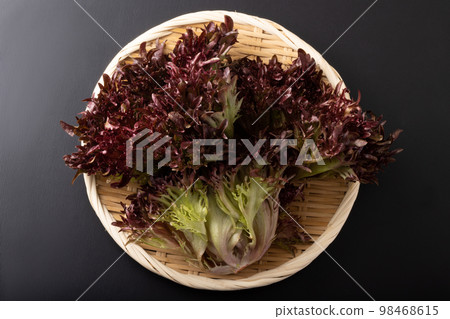 Handsome lettuce Handsome lettuce 98468615