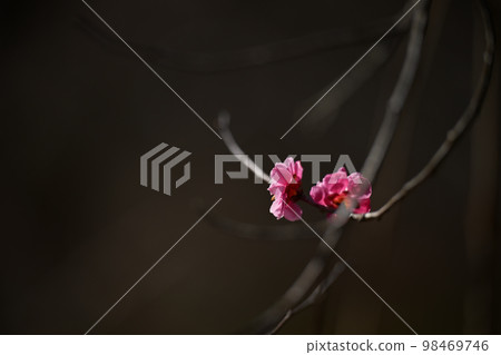 梅花 梅花 98469746