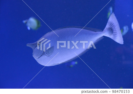 Himetenguhagi 98470153