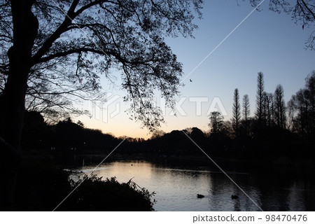 The sunrise sun coming out of the forest The sunrise sun coming out of the forest 98470476