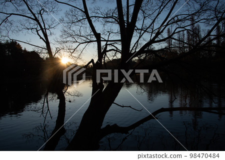 從森林裡出來的日出太陽 98470484