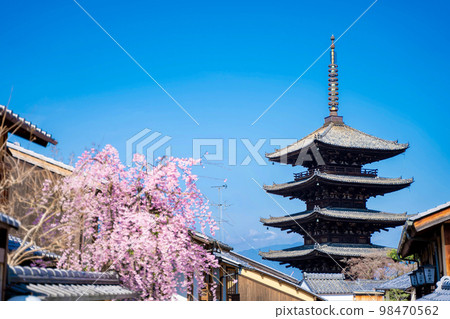 京都八坂塔（法觀寺）和垂枝櫻花 98470562