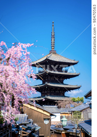 京都八坂塔（法觀寺）和垂枝櫻花 98470563