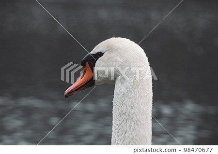 Close-up portrait of a Beautiful mute Swan swimming in the river 98470677