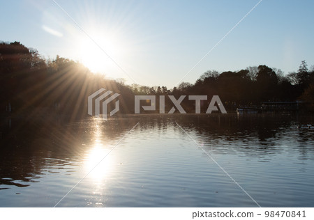 日出陽光穿過森林 98470841