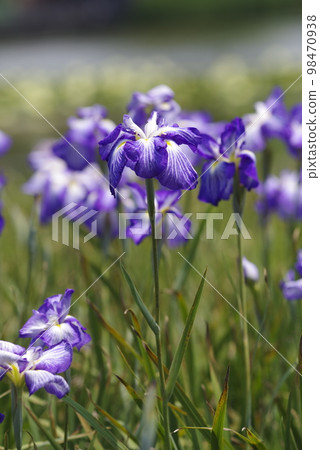 Purple and white iris flowers are in bloom in the iris garden. The name of this iris is the pearl of luminous (Yakonotama). 98470938
