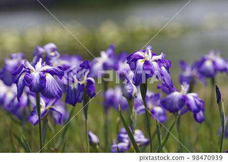 Purple and white iris flowers are in bloom in the iris garden. The name of this iris is the pearl of luminous (Yakonotama). Purple and white iris flowers are in bloom in the iris garden. The name of this iris is the pearl of luminous (Yakonotama). 98470939