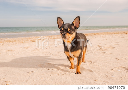 Chihuahua dog on a sandy beach. The dog is standing by the sea. Animal, pet. Chihuahua dog on a sandy beach. The dog is standing by the sea. Animal, pet. 98471070