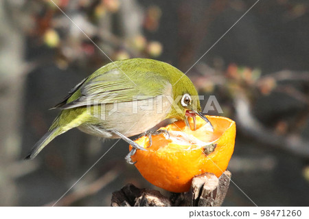 White-eye, mandarin juice White-eye, mandarin juice 98471260