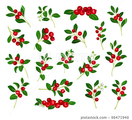 Lingonberry Branches with Oval Leaves Bearing Edible Red Fruit Big Vector Set 98471948