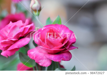 Eustoma, Eustoma grandiflorum or Gentianceae or Irish rose or Lisianthus or Magenta flower Eustoma, Eustoma grandiflorum or Gentianceae or Irish rose or Lisianthus or Magenta flower 98472027