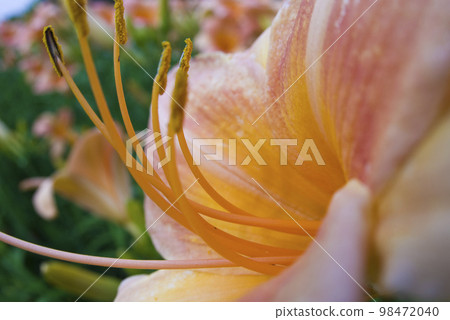 Pink daily (Hemerocallis) is in bloom. The name of this daily is Persian Princess. Pink daily (Hemerocallis) is in bloom. The name of this daily is Persian Princess. 98472040