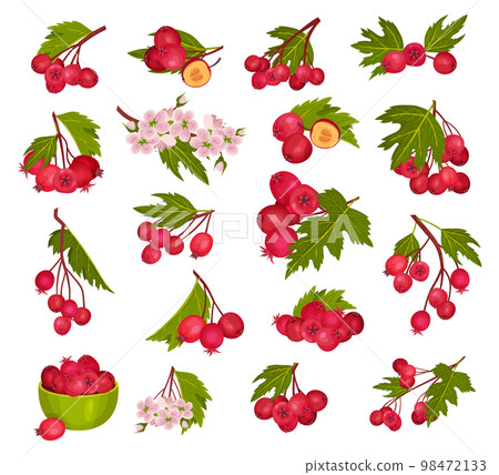Hawthorn Berry Branches with Red Round Small Pome Fruits Big Vector Set Hawthorn Berry Branches with Red Round Small Pome Fruits Big Vector Set 98472133