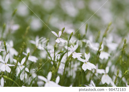 Isotoma flowers are in bloom in the park. The scientific name is Isotoma. 98472183