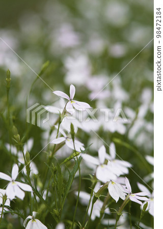 Isotoma 花在公園裡盛開。學名是Isotoma。 98472184