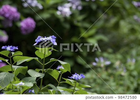 Hydrangea flowers are in bloom in the hydrangea garden. The name of this hydrangea is Gaku hydrangea. Hydrangea flowers are in bloom in the hydrangea garden. The name of this hydrangea is Gaku hydrangea. 98472580