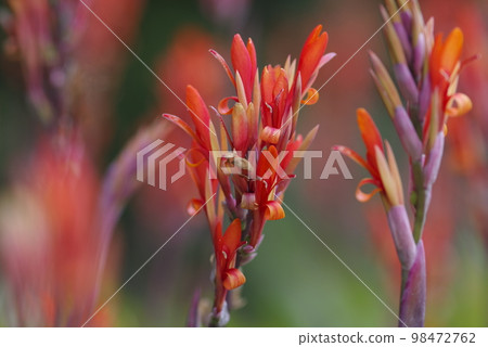 Red flowers are in bloom. The name of this red flower is Kanna. 98472762