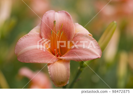 Pink daily (Hemerocallis) is in bloom. The name of this daily is Persian Princess. Pink daily (Hemerocallis) is in bloom. The name of this daily is Persian Princess. 98472875