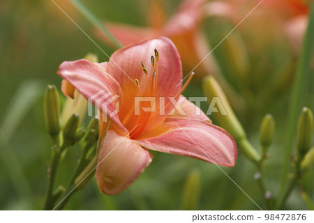 Pink daily (Hemerocallis) is in bloom. The name of this daily is Persian Princess. Pink daily (Hemerocallis) is in bloom. The name of this daily is Persian Princess. 98472876