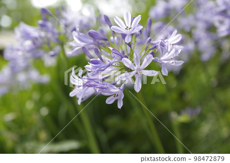 agapanthus(紫太子蘭)的花朵盛開。學名是Agapanthus。 agapanthus(紫太子蘭)的花朵盛開。學名是Agapanthus。 98472879
