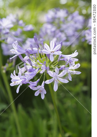 agapanthus(紫太子蘭)的花朵盛開。學名是Agapanthus。 agapanthus(紫太子蘭)的花朵盛開。學名是Agapanthus。 98472880