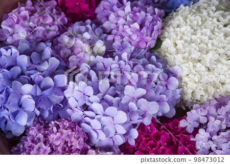 Many hydrangea flowers are floating on the water. Many hydrangea flowers are floating on the water. 98473012