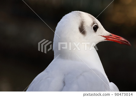 A seagull begging for food A seagull begging for food 98473014
