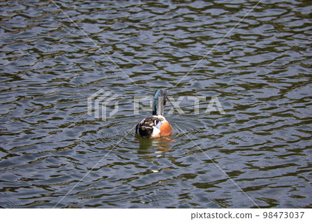 Cute migratory duck swimming in the pond 98473037