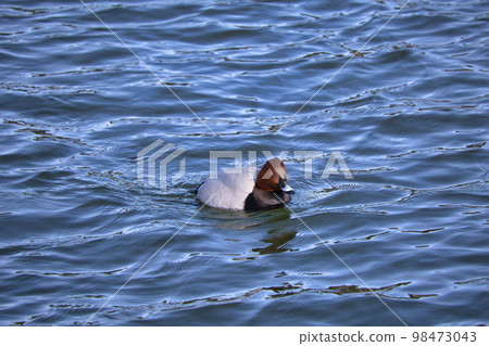 Cute migratory duck swimming in the pond 98473043