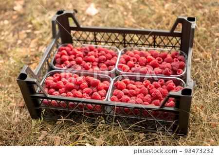 Fresh juicy raspberries harvest in plastic container box on the groung. Season of fruit and jam cooking. Raspberry group. Summer and autumn berries harvest season. 98473232