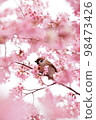 麻雀和早開的櫻花 98473426
