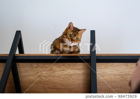 Funny playful cat sitting on shelf. Bengal cat looking down from rack. Funny playful cat sitting on shelf. Bengal cat looking down from rack. 98473929