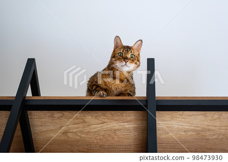 Funny playful cat sitting on shelf. Bengal cat looking down from rack. 98473930
