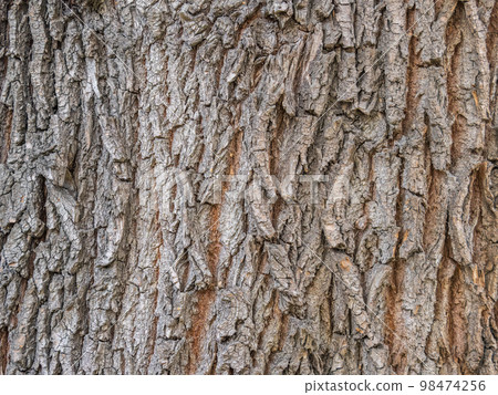 The texture of the bark of an old willow The texture of the bark of an old willow 98474256