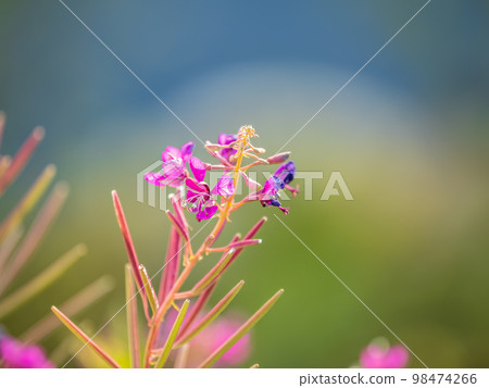 Flowers of Fireweed, Chamaenerion angostifolium on a sunny summer day 98474266