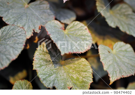 Begonia or Begonia Non Stop Mocca or Begonia maculata ,Begonia Maculata Wightii 98474402