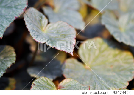 Begonia or Begonia Non Stop Mocca or Begonia maculata ,Begonia Maculata Wightii Begonia or Begonia Non Stop Mocca or Begonia maculata ,Begonia Maculata Wightii 98474404