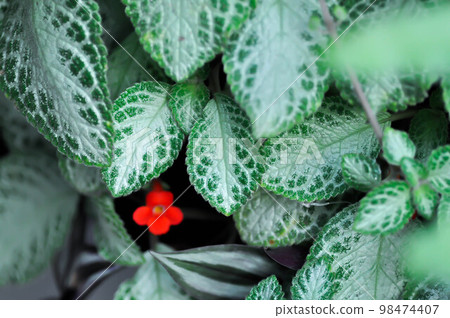 Begonia or Begonia Non Stop Mocca or Begonia maculata ,Begonia Maculata Wightii Begonia or Begonia Non Stop Mocca or Begonia maculata ,Begonia Maculata Wightii 98474407