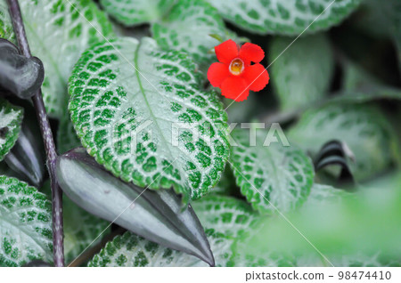 Begonia or Begonia Non Stop Mocca or Begonia maculata ,Begonia Maculata Wightii 98474410