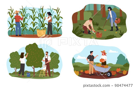Harvesting scenes. People collect vegetables, fruits and cereals, farmers characters with baskets, buckets and wheelbarrows, mushroom pickers, nowaday vector cartoon flat isolated set 98474477