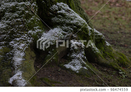 Roots of tree under the first snow with green moss in winter forest Roots of tree under the first snow with green moss in winter forest 98474559