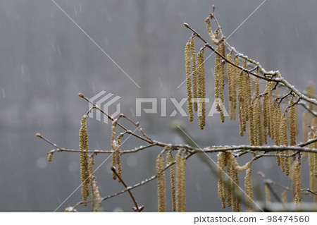 Close-up at Catkins with snow blurred background Close-up at Catkins with snow blurred background 98474560